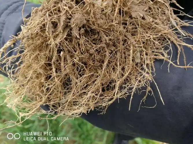 阳信聚鑫粮食种植合作社为您推荐～选华鑫我放心