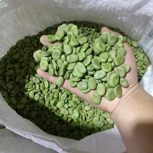 江苏大青皮蚕豆种子小青皮蚕豆食品蚕豆油炸蚕豆原料比重色选