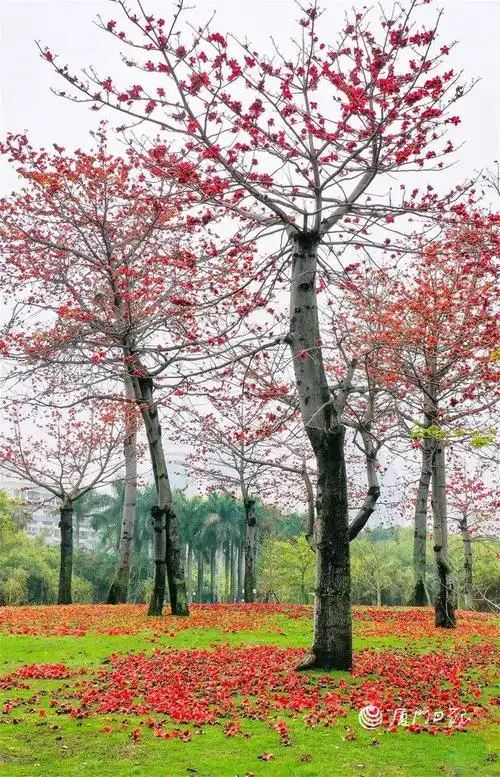 红花|拍客|木棉花|木棉树|厦门市_网易订阅