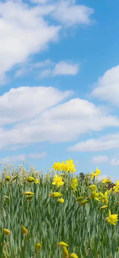 唯美,夏日清新风景图片,治愈系风景图片小清新,夏天风景美图超清 唯美