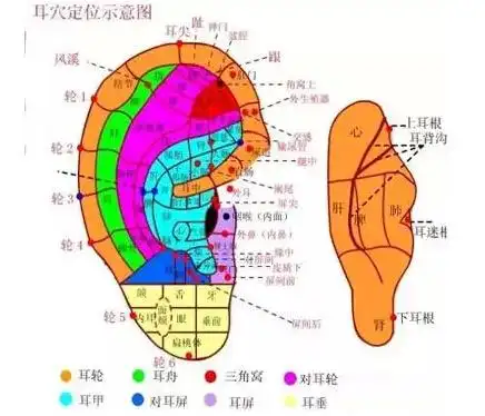 每天拉耳 抵抗百病!
