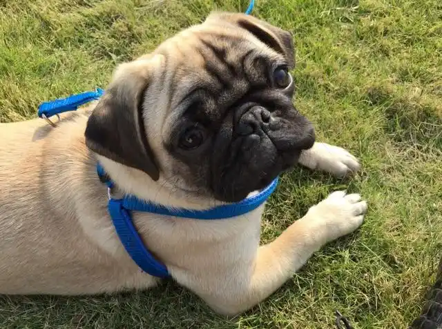 为什么巴哥犬"受人欢迎"?因为它值得