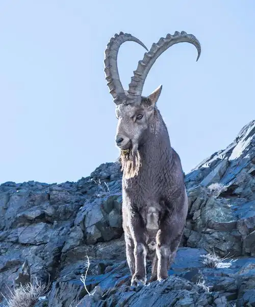 北山羊8 - 摄影大赛2019 - 国家地理中文网