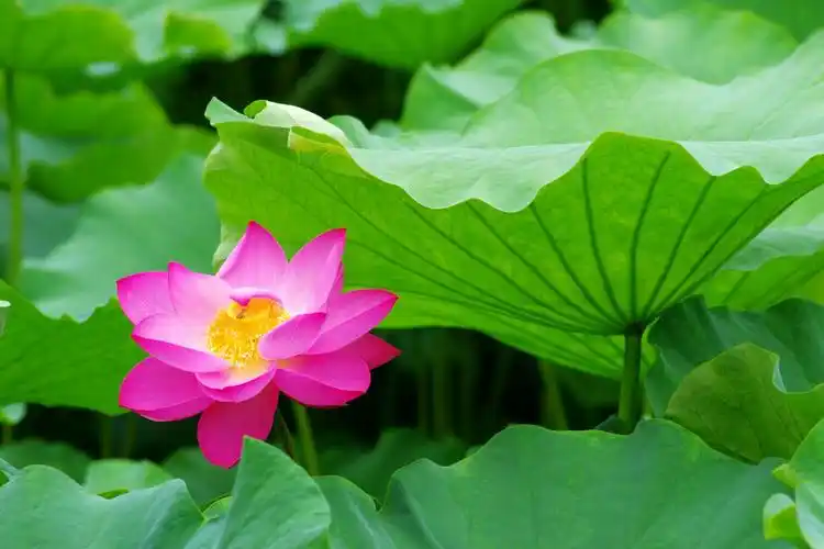 亭亭玉立的水中仙子～荷花