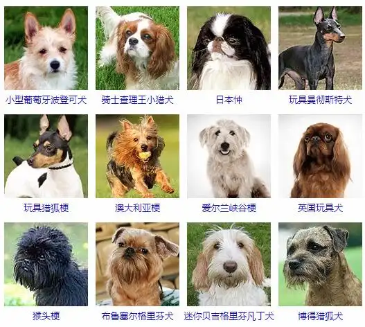 小型犬品种大全小型狗狗图片
