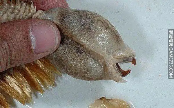 龙麟蛇头怪牙整只看起来真的很恶心