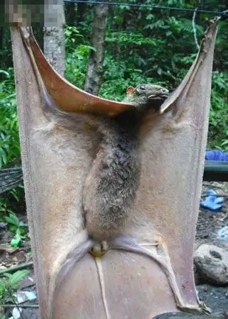 巨型蝙蝠翼展可达15米吸食动物鲜血恐怖至极