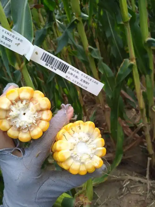 9月25日山东莱州朱由镇黄淮海夏玉米组