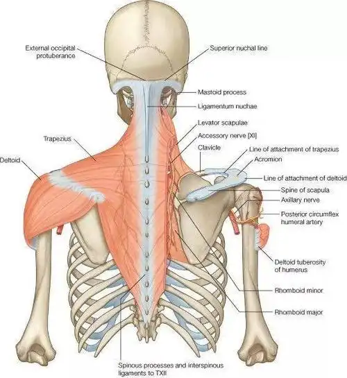 学习斜方肌解剖