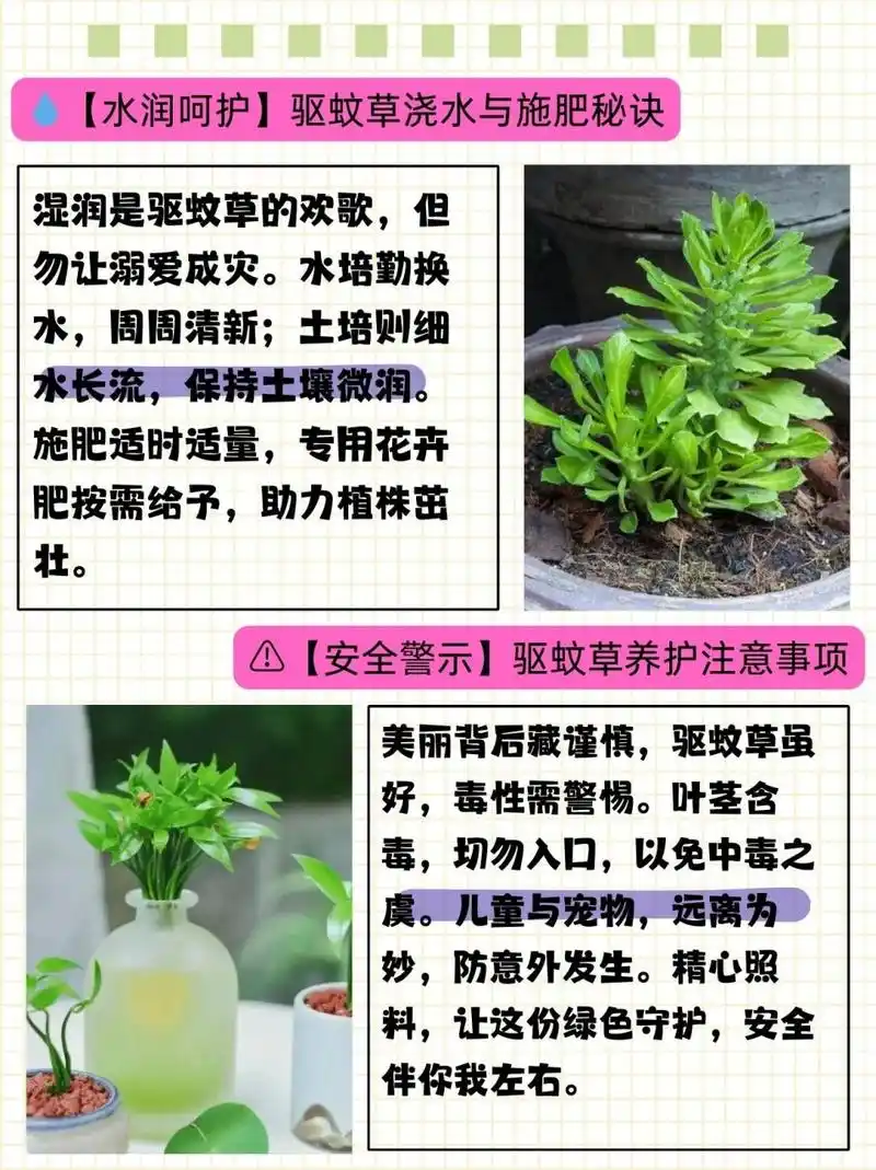 驱蚊草的养殖方法与注意事项  闺蜜想养驱蚊草,问我该怎么养,我给她