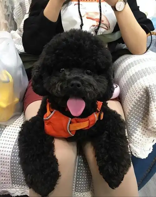 告诉你一个秘密:养泰迪,千万别养"黑"的