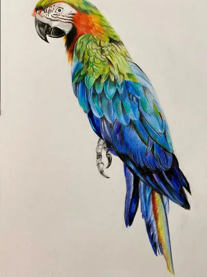 初一学生绘画作品(含步骤图) 初一学生的鹦鹉 纸张大小:8开 用时:6