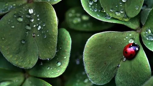 可爱瓢虫图片高清绿色护眼电脑桌面壁纸宽屏下载2