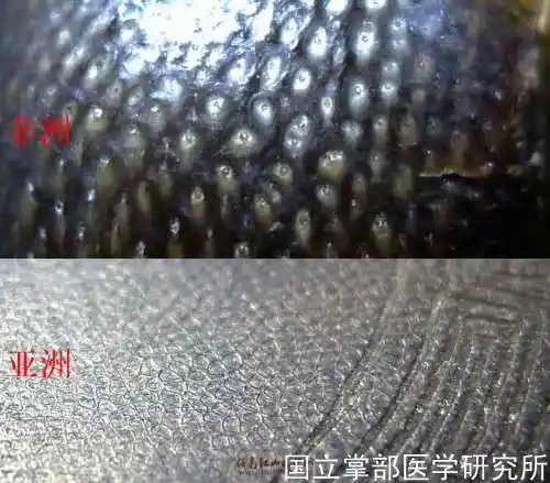 犀牛角的鉴别知识