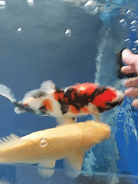 携爱鱼向广大鱼友拜年了,感谢各位前辈无私的分享 - 锦鲤玩家 - 龙巅