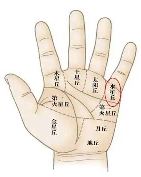 月丘又称为太阴丘,在手掌的外下方,对着小指.