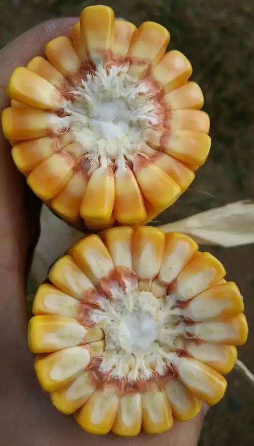 爱农111,棒大不弯腰