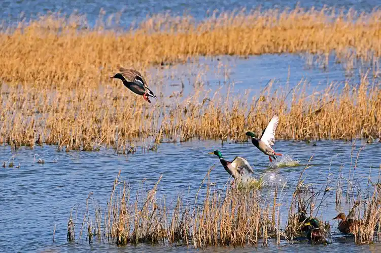 摄于天津大港湿地2019秋天(二) - 美篇
