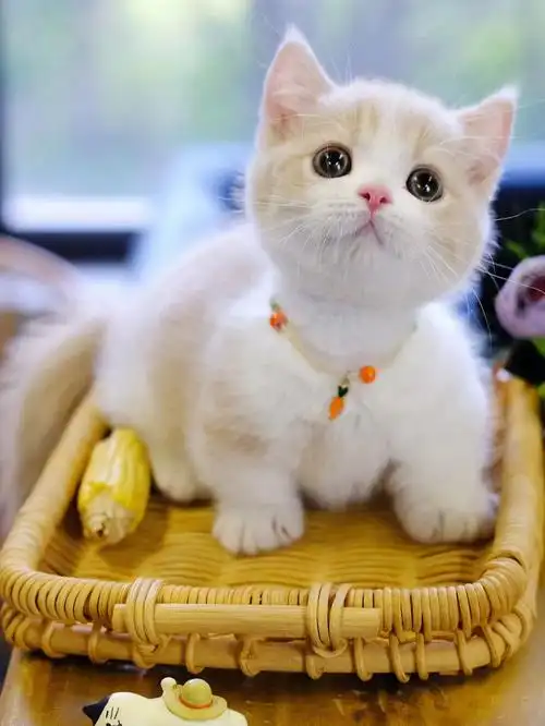 精品乳白曼基康矮脚猫曼赤肯短腿猫