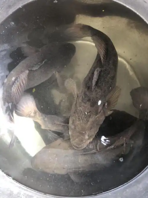 鲜活笋壳鱼沙塘鳢700g750g现杀冰冻活寄不包售后0811