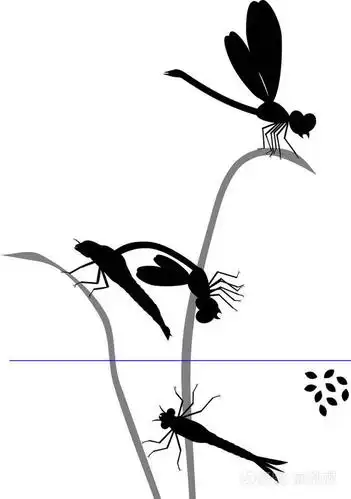 蜻蜓的生命周期从卵到成虫的蜻蜓发育阶段序列