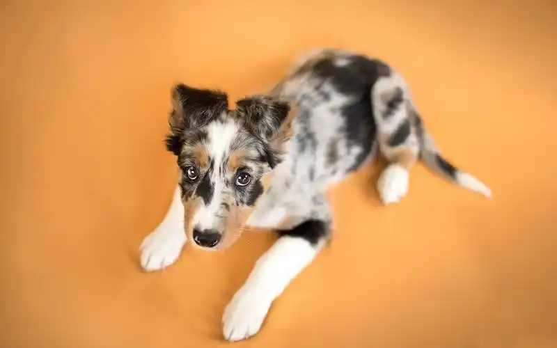 壁纸 可爱的小狗,橙色背景 1920x1200 hd 高清壁纸, 图片, 照片