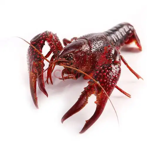 【活鲜】渔传播 盱眙清水鲜活小龙虾 1500g 约4-6钱只 1份 盒装