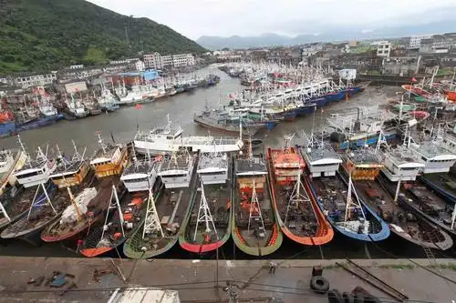 昨天下午,苍南县龙港镇舥艚社区码头518艘渔船全部返回避风港.