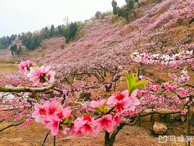 成都哪里可以赏桃花成都赏桃花推荐成都去哪赏桃花