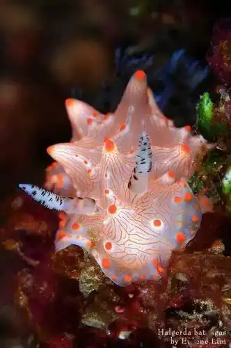 海洋科普1509海洋最萌动物海蛞蝓