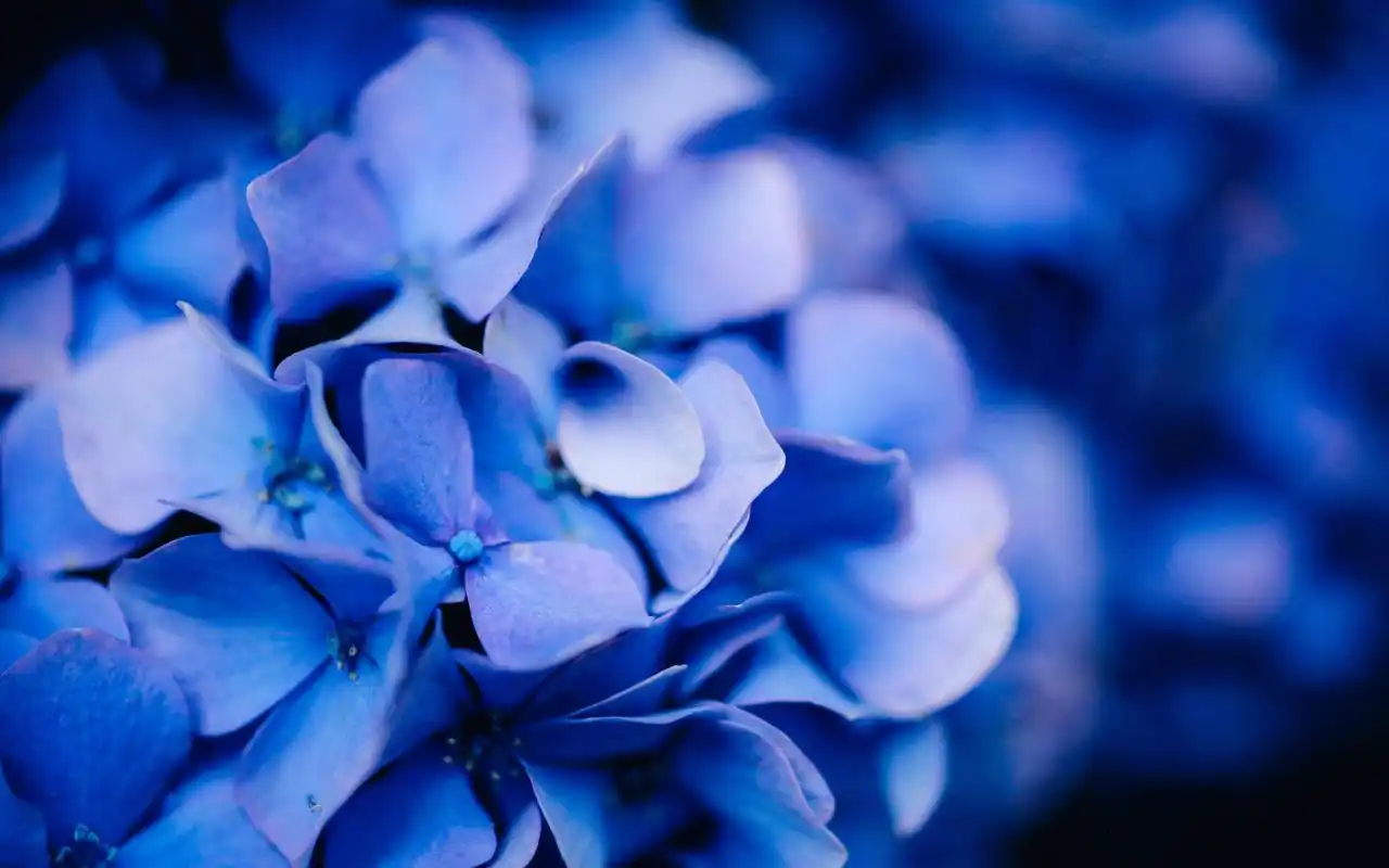 蓝色的绣球花唯美图片桌面壁纸高清大图预览1920x1200_植物壁纸下载