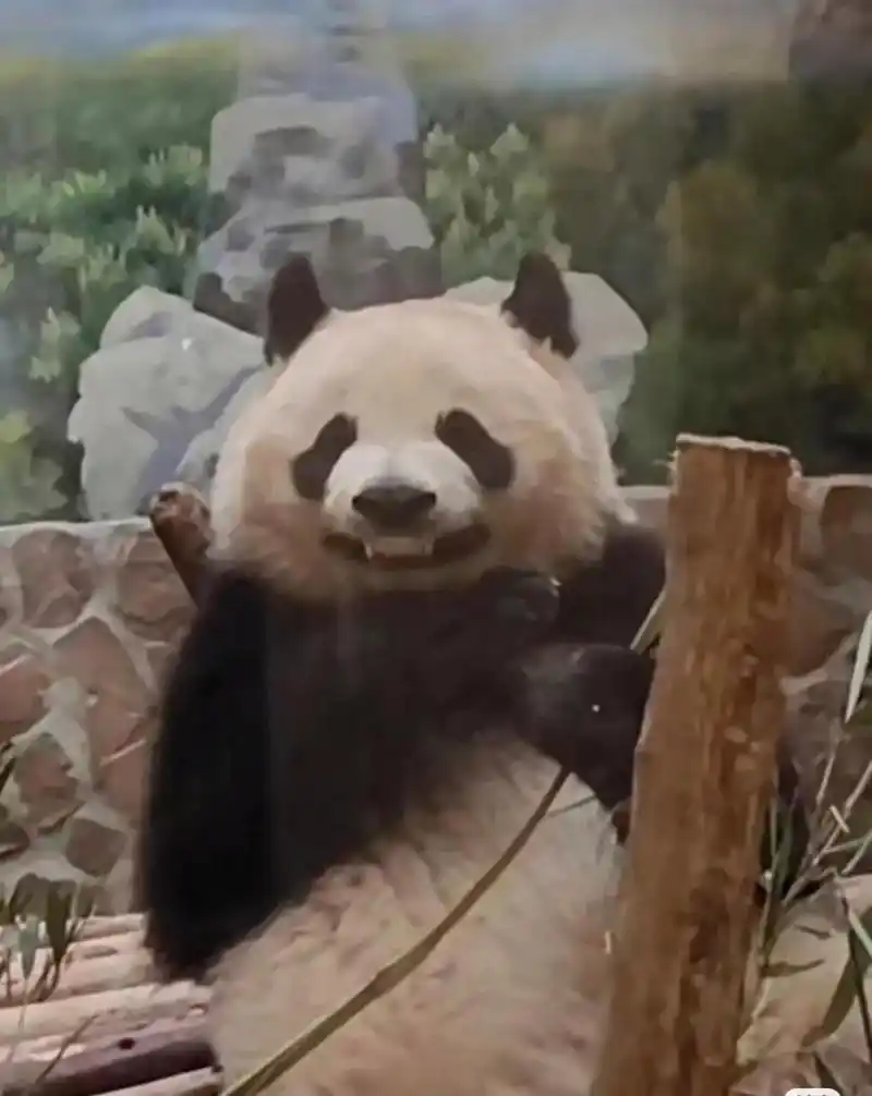 来自熊猫的邪魅一笑