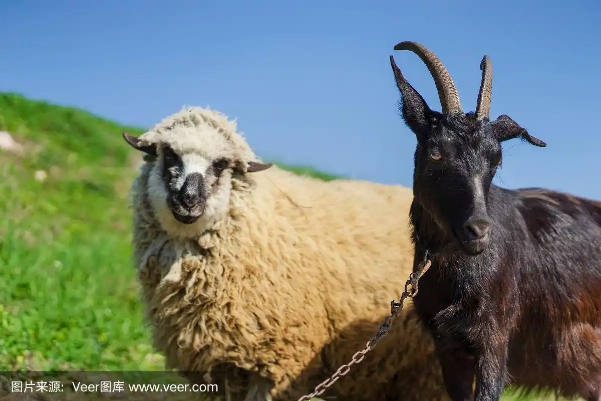 近距离的绵羊和山羊黑色的正面视图低角度站在阳光明媚的夏天和春天的