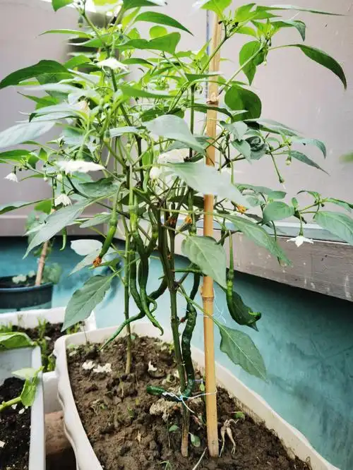 辣椒种植  #黄瓜  #番茄种植  #茄子  #秋葵  辣椒,番茄已经开始挂果