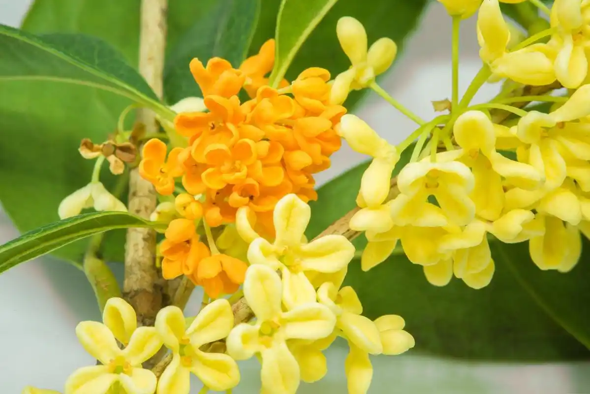 秋天的美丽与收获 深秋的季节,桂花绽放,香气扑鼻,让人沉醉其中.