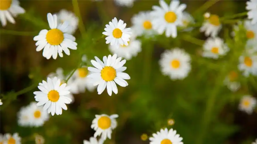 可爱的小雏菊小清新桌面壁纸