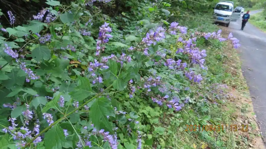 尾叶香茶菜唇形科香茶菜属多年生草本植物