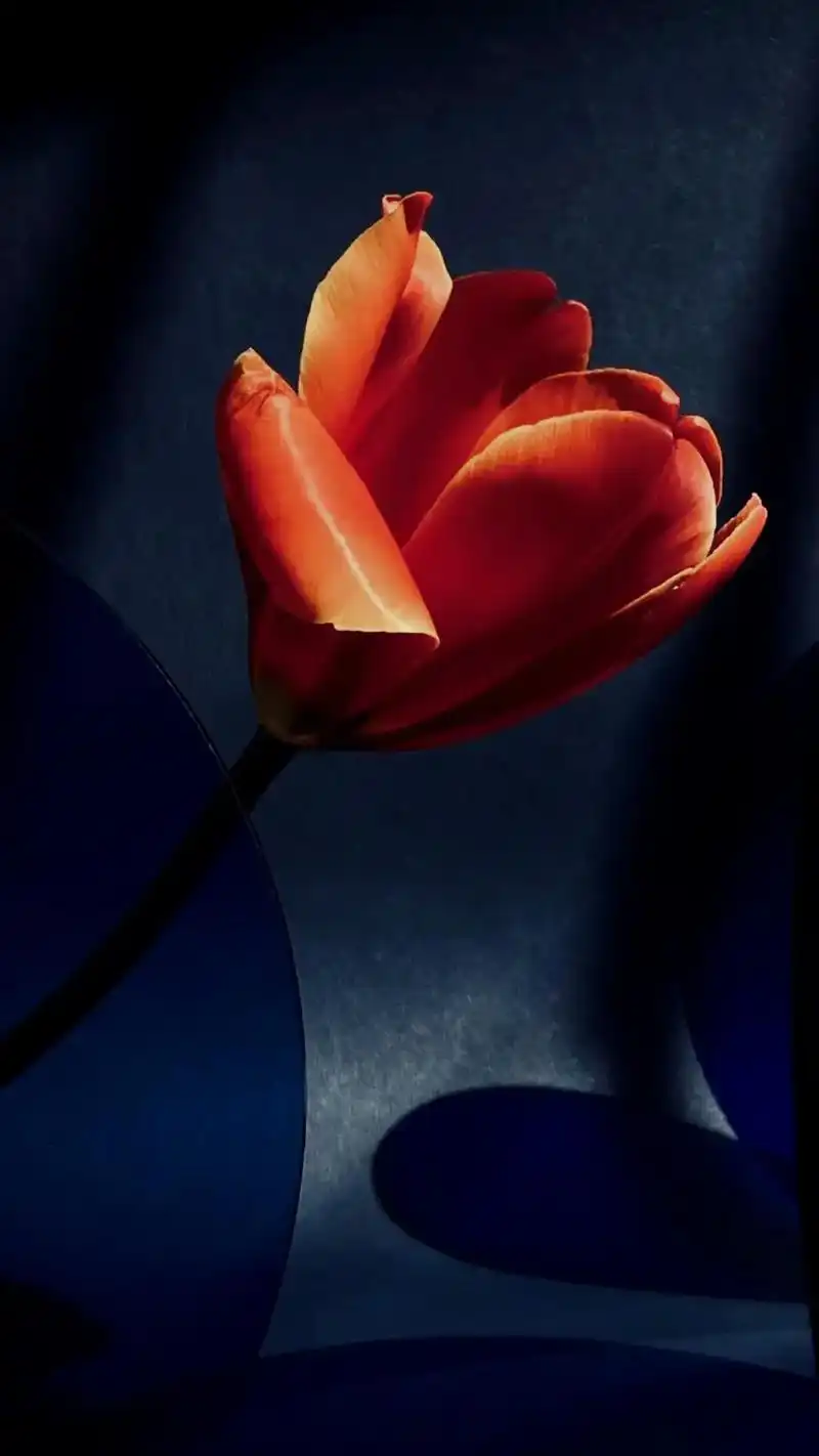 超清4k i phone专用神图闪闪壁纸.郁金香寓意着高雅, - 抖音