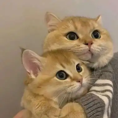 基友头像两只猫两只猫咪靠在一起图片
