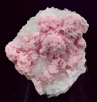 石头开花真罕见 #奇特