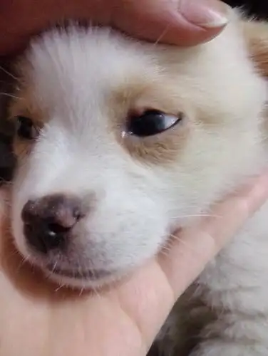 我家狗狗眼皮边缘长了这个疙瘩,请问这是怎么回事啊?严重吗?