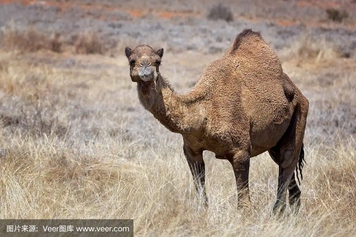 骆驼,澳大利亚,野外动物,偏远地区,气候