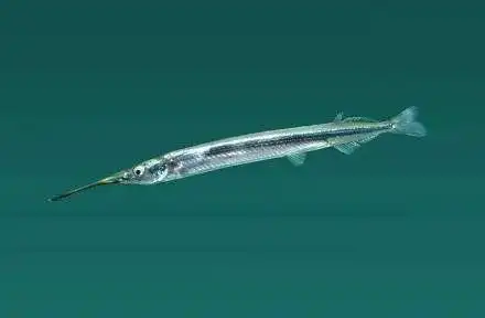 间下鱵杀入淡水的剑客作者达达