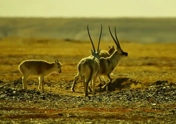 可可西里无人区(海拔4800米)的藏羚羊