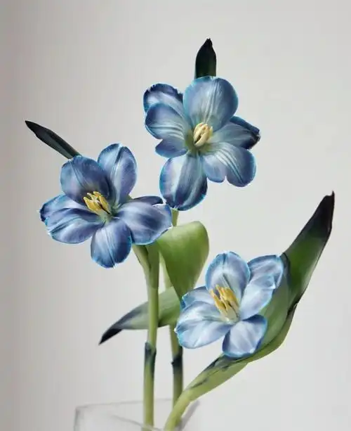 蓝色郁金香