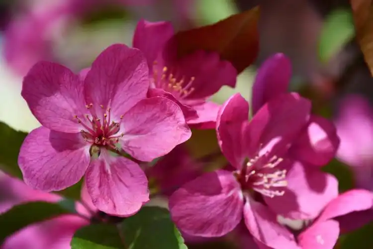 北美海棠花原创拍摄