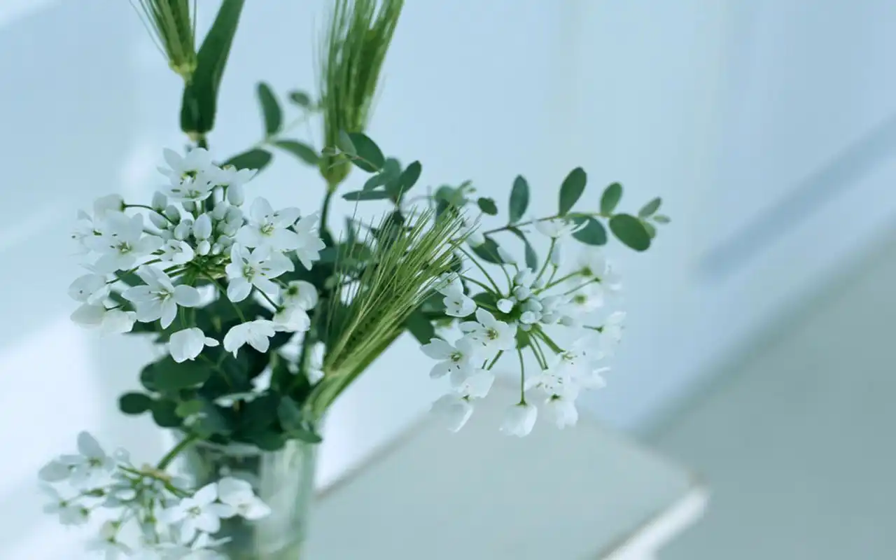简约精致的小清新花卉图片桌面壁纸