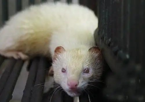 白黄鼠狼近亲繁殖导致基因突变图