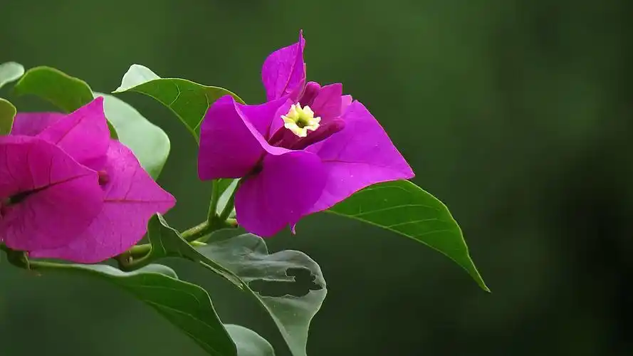 紫色三角梅,高清图片,电脑桌面-壁纸族