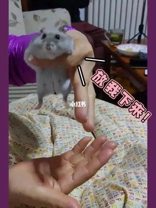 仓鼠把屎拉手上是什么感受